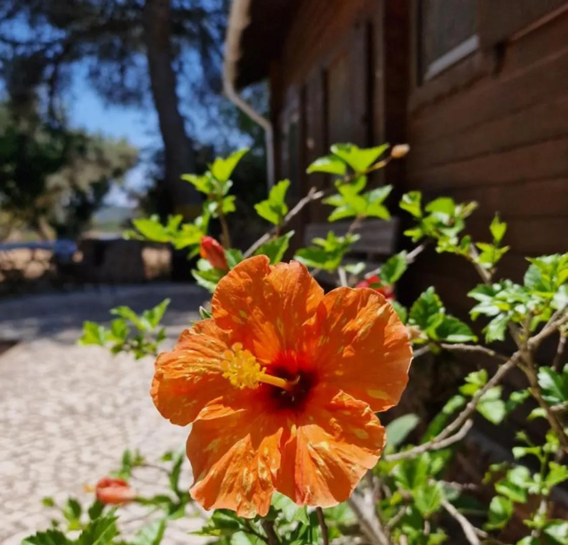 Chalet Villa Mosquito Silves
